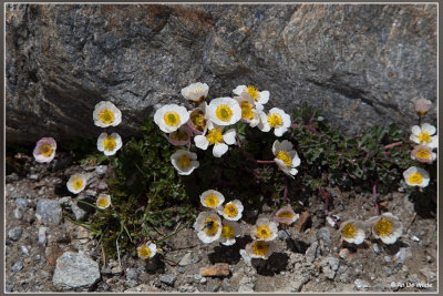 Gletsjerranonkel - Ranunculus glacialis