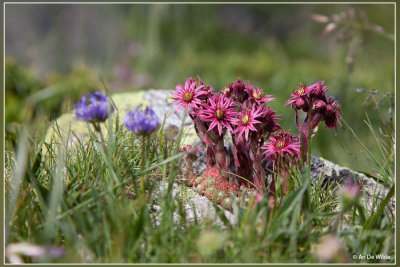 Spinnewebhuislook  - Sempervivum arachnoideum