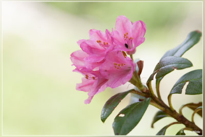Gewone alpenroos - Rhododendron ferrugineum