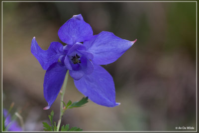 Alpenakelei - Aquilegia alpina