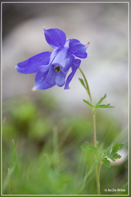 Alpenakelei - Aquilegia alpina