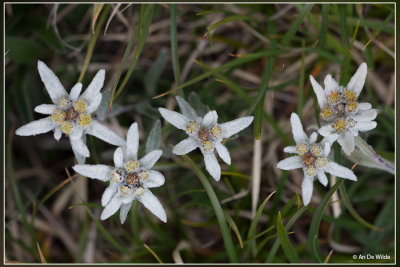Edelweiss  - Leontopodium alpinum
