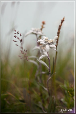 Edelweiss  - Leontopodium alpinum