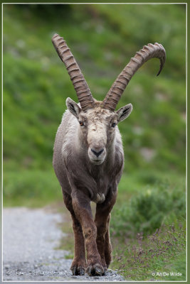 Alpensteenbok - Capra ibex