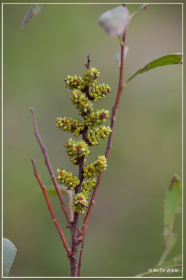 Wilde gagel - Myrica gale