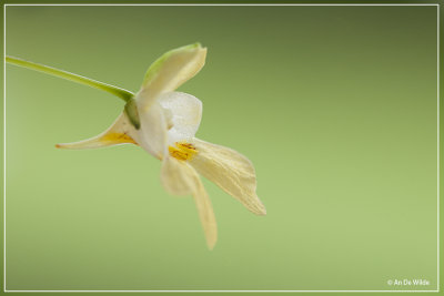 Klein springzaad - Impatiens parviflora