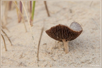 Duinfranjehoed - Psathyrella ammophila