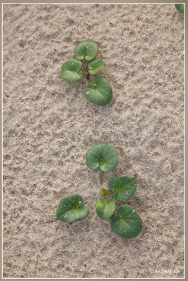 Zeewinde - Convolvulus soldanella