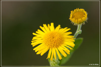 Heelblaadjes - Pulicaria dysenterica