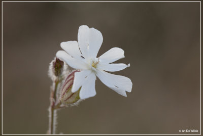 Avondkoekoeksbloem s.l. - Silene latifolia 