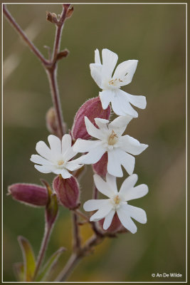 Avondkoekoeksbloem s.l. - Silene latifolia