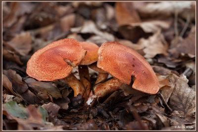 Roodschubbige Gordijnzwam - Cortinarius bolaris