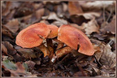 Roodschubbige Gordijnzwam - Cortinarius bolaris 