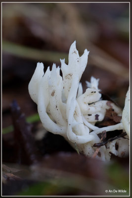 Witte Koraalzwam - Clavulina coralloides