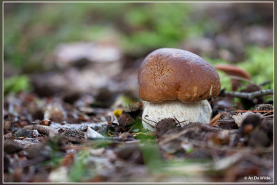 Gewoon Eekhoorntjesbrood - Boletus edulis