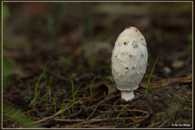 Geschubde inktzwam - Coprinus comatus