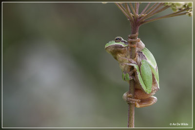 Boomkikker - Hyla arborea