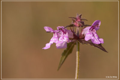 Moerasandoorn - Stachys palustris