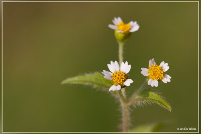 Harig knopkruid - Galinsoga quadriradiata 