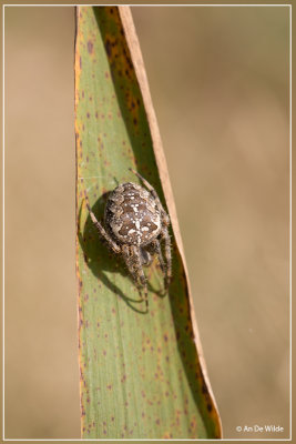 Kruisspin - Araneus diadematus