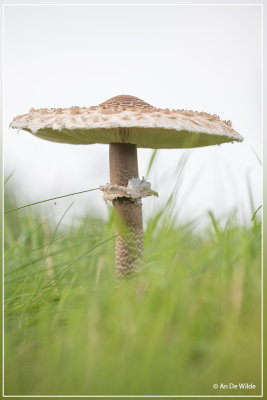 Grote parasolzwam - Macrolepiota procera