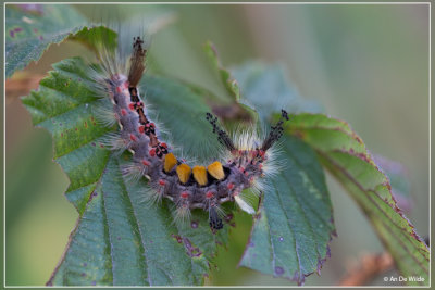  Witvlakvlinder - Orgyia antiqua