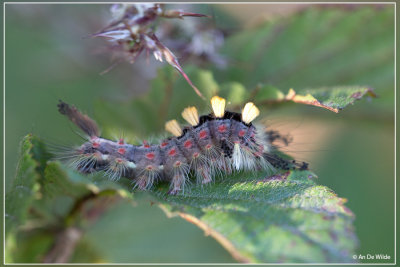 Witvlakvlinder - Orgyia antiqua