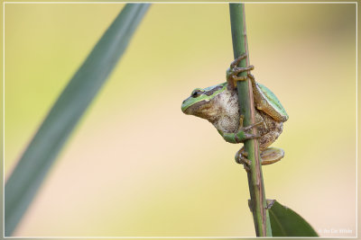 Boomkikker - Hyla arborea