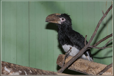 Trompetneushoornvogel - Bycanistes bucinator 