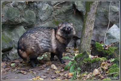 Wasbeerhond of Marterhond - Nyctereutes procyonoides