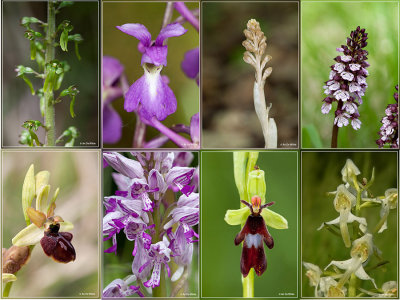 wilde orchideen  (wild orchids)