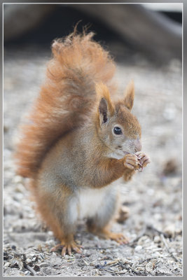 Rode Eekhoorn - Sciurus vulgaris