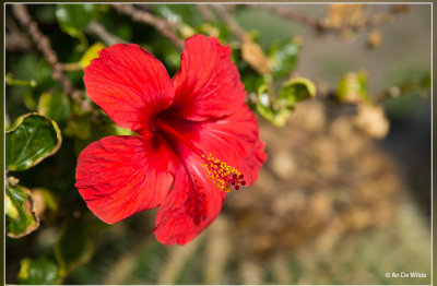 IMG_0377.jpg De Chinese roos - Hibiscus rosa-sinensis