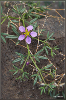 Fagonia cretica