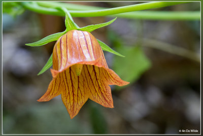 IMG_1517.jpg Canarisch klokje - Canarina canariensis