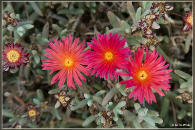 Drosanthemum spec 