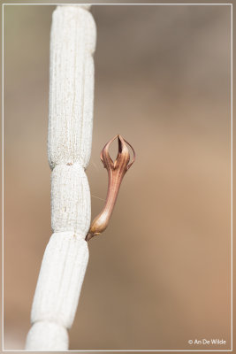 Ceropegia fusca