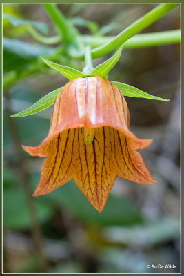 Canarisch klokje - Canarina canariensis