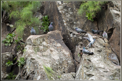 IMG_2632kopie2.psd rotsduif (Columba livia)