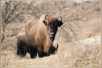 Wisent