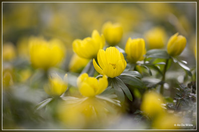 Winterakoniet - Eranthis hyemalis