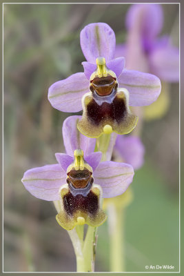 _MG_7841biskopie.jpg Ophrys tenthredinifera