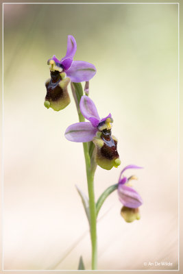 Ophrys tenthredinifera - Wolzwever Ophrys