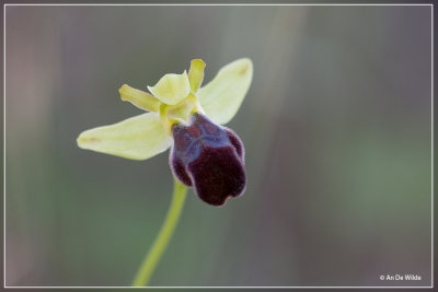 Ophrys fusca ssp fusca