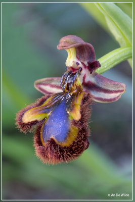 _MG_8259kopie.jpg Spiegelorchis - Ophris speculum 	