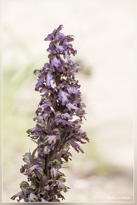 _MG_8359biskopie.jpg Himantoglossum robertianum