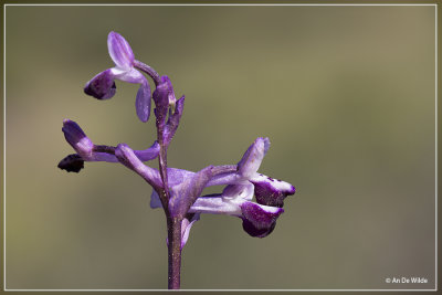 _MG_9347kopie.jpg Langsporige harlekijns orchis - Orchis longicornu