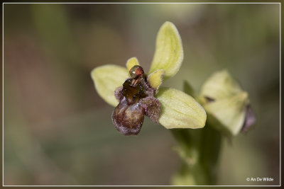 _MG_9415kopie.jpg Ophrys bombylifera