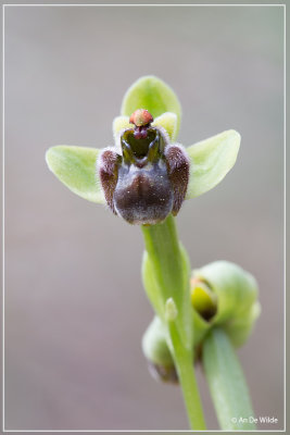 _MG_0694.jpg Ophrys bombylifera