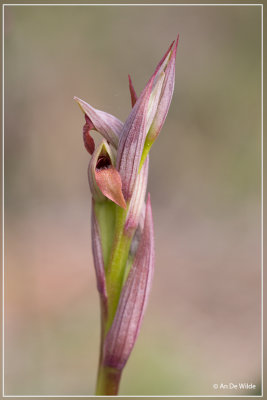 _MG_0716.jpg Kleine tongorchis - Serapias parviflora